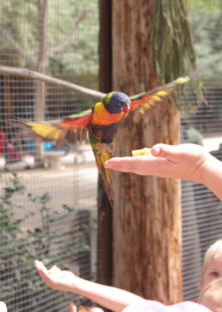 Feeding Lory Birds at Wildlife World Zoo in Phoenix
